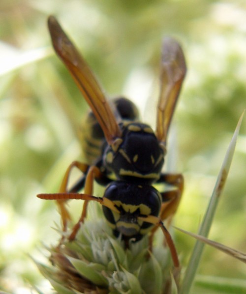 Spagna: La regione  de Monegros, paradiso entomologico